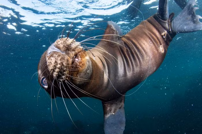 Ngoài các bức ảnh đoạt giải, ban tổ chức cũng cố bố những tác phẩm ấn tượng khác. Bức ảnh này có tên "Hooked Up" được chụp ngoài khơi đảo Coronado, Mexico. Trong ảnh, con sư tử biển bị mắc vào lưỡi câu, nó bơi theo người thợ lặn và dường như đang cầu cứu. Ảnh: Celia Kujala.