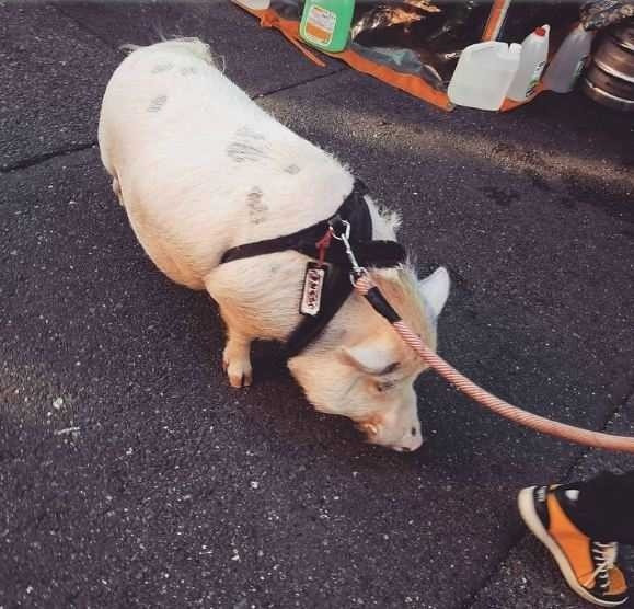 4. Chỉ ở Nhật Bản, người ta mới có thể dắt heo đi dạo phố.