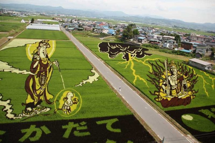 9. Ở một số cánh đồng, lúa được trồng như những tác phẩm nghệ thuật khổng lồ. Những bức tranh này được tạo ra bằng cách sử dụng các loại gạo khác nhau.