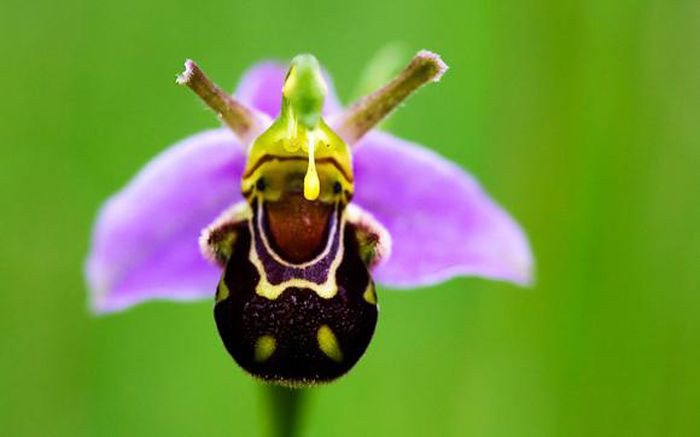 Lan ong có tên khoa học là Ophrys apifera, chiều cao khoảng 30 cm, phân bố chủ yếu ở miền nam nước Anh, Ai-len và xứ Wale. Hoa lan hình ong rất dễ nhận dạng bởi mùi hương và màu sắc độc đáo của chúng.