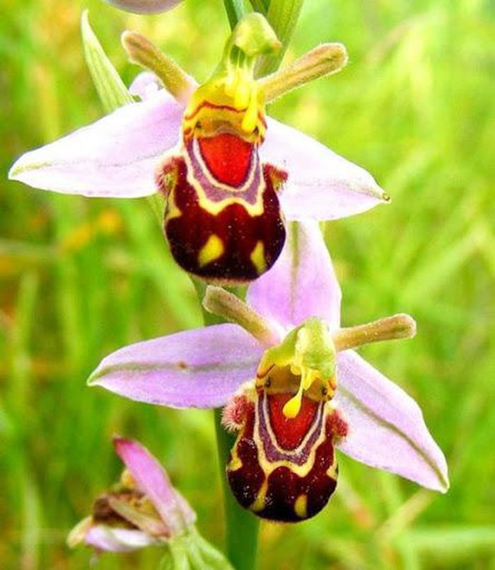 Các loài côn trùng thụ phấn như ong đực thường bị hình dáng giả mạo của hoa lan "đánh lừa". Sau khi tiếp xúc với hoa, lũ côn trùng sẽ bị các hạt phấn hoa dính vào cơ thể, mang đi khắp nơi để thụ phấn. Xét tổng thể thì mỗi bông lan ong đều có diện mạo vô cùng yêu đời!