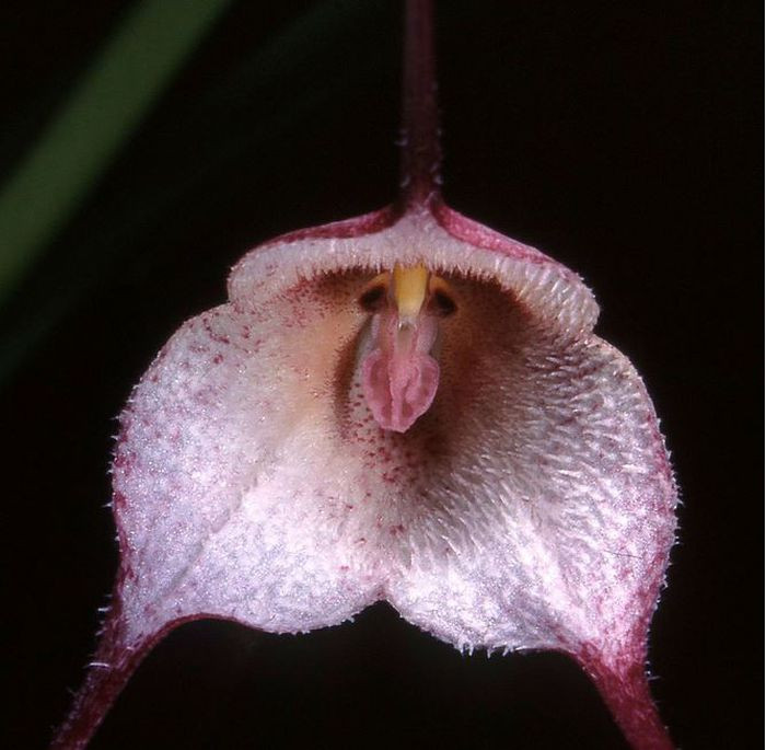 Các cánh hoa và tua của chúng có thể dài ngắn khác nhau, nhưng phần nhụy thì giống hệt mặt chú khỉ! Nhìn ngộ nghĩnh "hề hước" thế thôi chứ hoa lan mặt khỉ lại tỏa mùi hương cam chín vô cùng ngọt ngào, hấp dẫn các loài côn trùng khác ghé thăm, hỗ trợ cho quá trình thụ phấn.