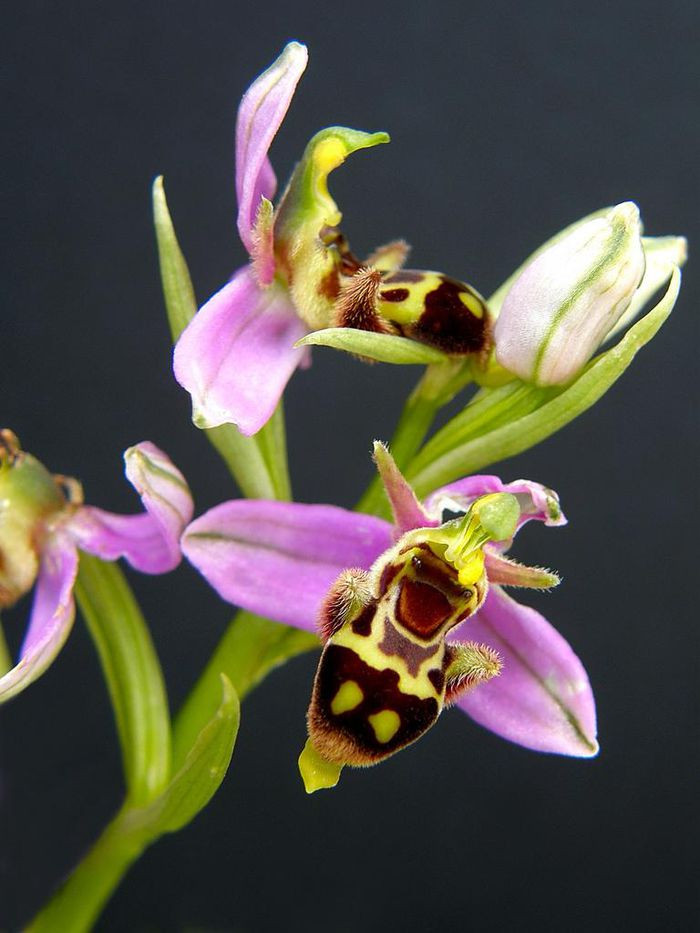 Dù nhìn thẳng hay nhìn nghiêng thì hoa lan ong đều đốn tim người khác vì màn cosplay "cưng xỉu", lại còn có màu vàng và lớp lông tơ giống y xì ong mật nữa! Đang đi dạo trong rừng mà gặp những bông lan ong đang tươi cười hớn hở thì đảm bảo không ai cưỡng nổi sức hút của chúng.