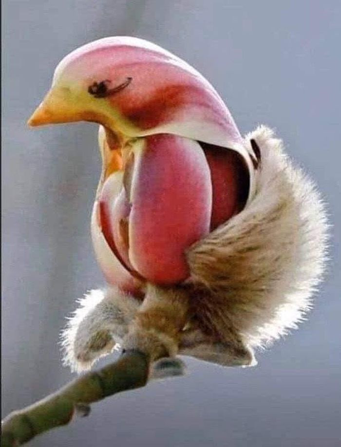 Hoa mộc lan được xem như biểu tượng của sự tinh khiết nên ở thời nhà Đường chúng cũng được trồng dọc theo cung điện của hoàng đế.