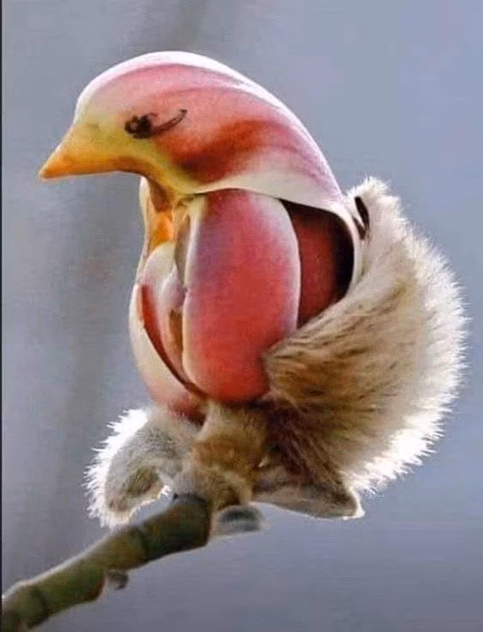 Hoa mộc lan được xem như biểu tượng của sự tinh khiết nên ở thời nhà Đường chúng cũng được trồng dọc theo cung điện của hoàng đế.