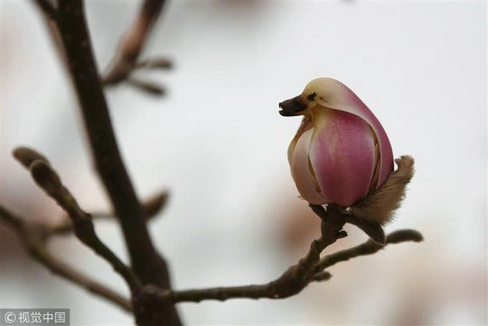 Hoa lan chim có màu hồng với mùi hương cam chanh, duyên dáng và uyển chuyển giống chim họa mi đến mức ai cũng phải thốt lên kinh ngạc. Loài lan này có lịch sử tồn tại khá lâu đời, được trồng từ hơn 1000 năm trước trong khuôn viên các ngôi chùa Phật giáo tại Trung Quốc.