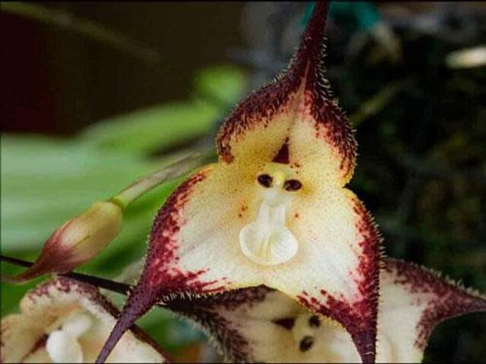 Lan mặt khỉ có khả năng nở hoa quanh năm. Hiện nay loài hoa này được liệt vào danh sách rất hiếm vì đặc tính sinh thái khác biệt chỉ phát triển ở vùng núi, nơi nhiệt độ ổn định, độ ẩm cao, khí hậu mát mẻ quanh năm.