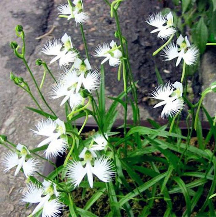 Khi nở bung ra thì mỗi bông lan trông như chú hạc đang sải cánh bay lên trời, màu trắng tinh khôi và có phần tua 2 bên tinh xảo như lớp lông vũ của chim thật.