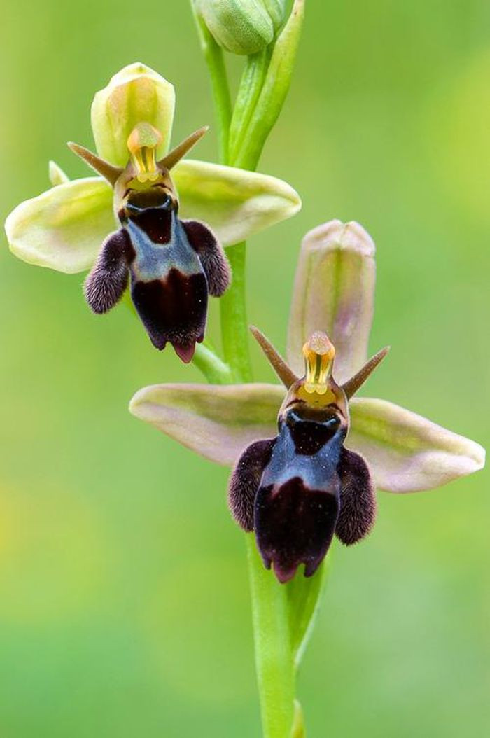 Những đài hoa lớn mập mạp, cánh hoa nhỏ màu hồng, viền cánh hoa màu nâu khá nổi bật, giống hệt một bé ong đang cười hồn nhiên.