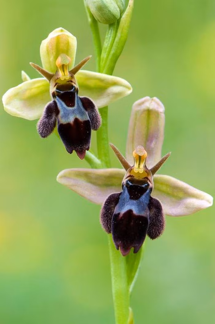 Những đài hoa lớn mập mạp, cánh hoa nhỏ màu hồng, viền cánh hoa màu nâu khá nổi bật, giống hệt một bé ong đang cười hồn nhiên.