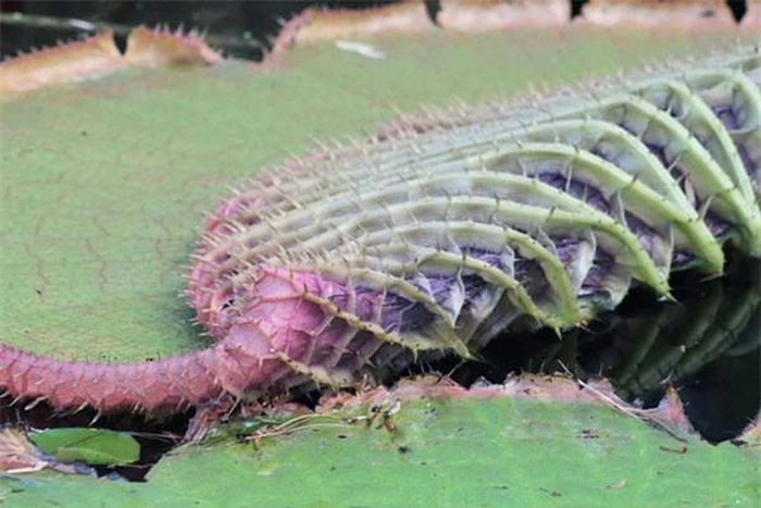 Mặt dưới của một lá súng đầy những gai nhọn, khác hoàn toàn với bề mặt láng mịn của nó.