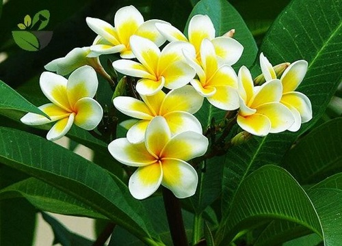 Đừng dại gì để 6 loài cây hoa này xuất hiện trong nhà Dung dai gi de 6 loai cay hoa nay xuat hien trong nha