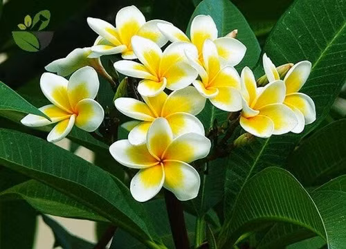 Dung dai gi de 6 loai cay hoa nay xuat hien trong nha