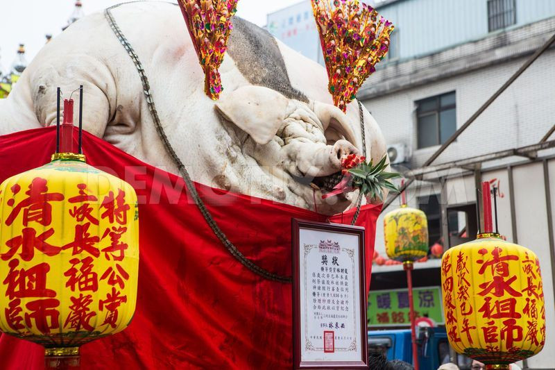 Cùng với các con lợn khác, con lợn thắng cuộc bị làm thịt trong một lễ tế thần tại một đền thờ đạo Lão lợn được gắn đồ trang trí, cạo lông tạo hình, đặt trên chiếc xe màu trắng, và nhét vào mồm một quả dứa.