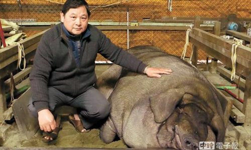 Để có được một chú lợn đủ mập dự thi, ít nhất cũng cần tới hai năm. Trong suốt thời gian đó, lợn có hẳn một quy trình vỗ béo không chỉ về thể chất còn tác động tới cả tinh thần để đạt trọng lượng lớn nhất có thể.