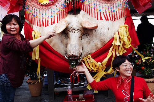 Trước khi tham gia cuộc thi, người dân sẽ cố vỗ béo những con lợn của mình. Người có con lợn béo nhất sẽ thắng trở thành người chiến thắng khi mùa lễ hội về.