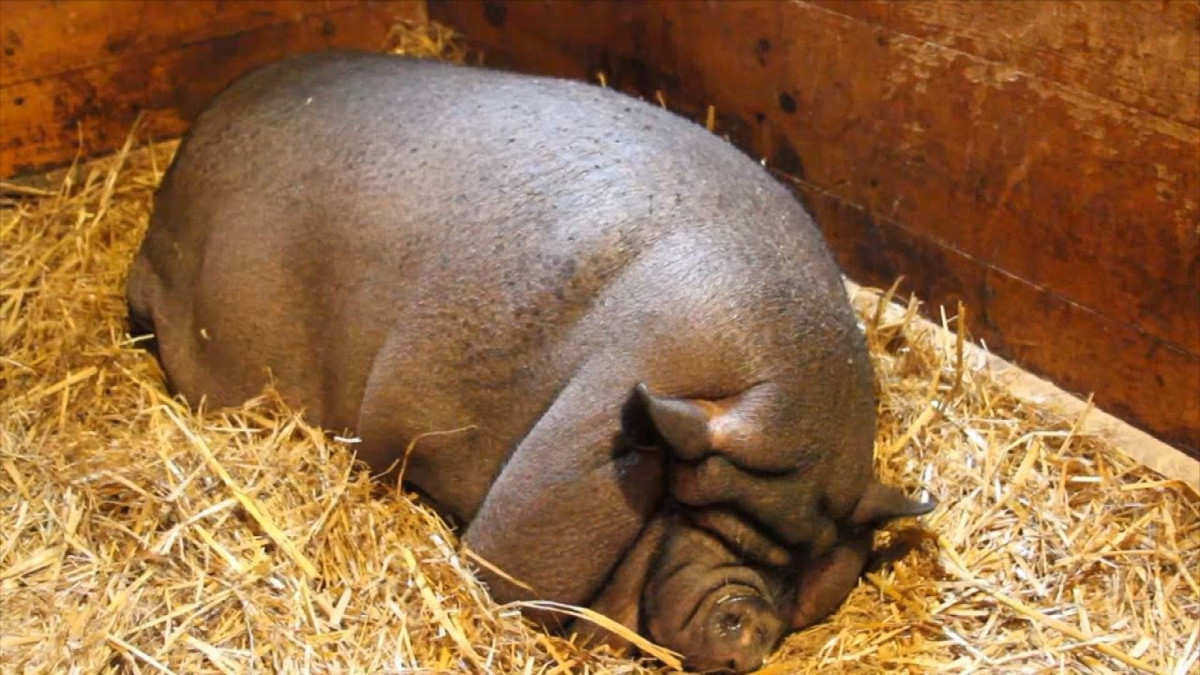 Những con lợn này sẽ không thể đứng, mà nằm suốt thời gian dài. Một số chủ lợn còn tiêm thuốc gây mê cho lợn vì họ nghĩ rằng như vậy sẽ giúp con vật của họ béo hơn. Trước ngày dự thi, lợn phải ăn cát và những kim loại nặng như chì để tăng cân tối đa.