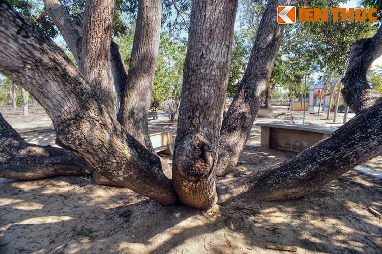 Điểm đặc biệt của cây xoài này là có rất nhiều thân. Khó có thể biết được đâu là thân chính của cây. Từ mặt đất, các thân cây vươn lên với các thế uốn lượn đẹp mắt.