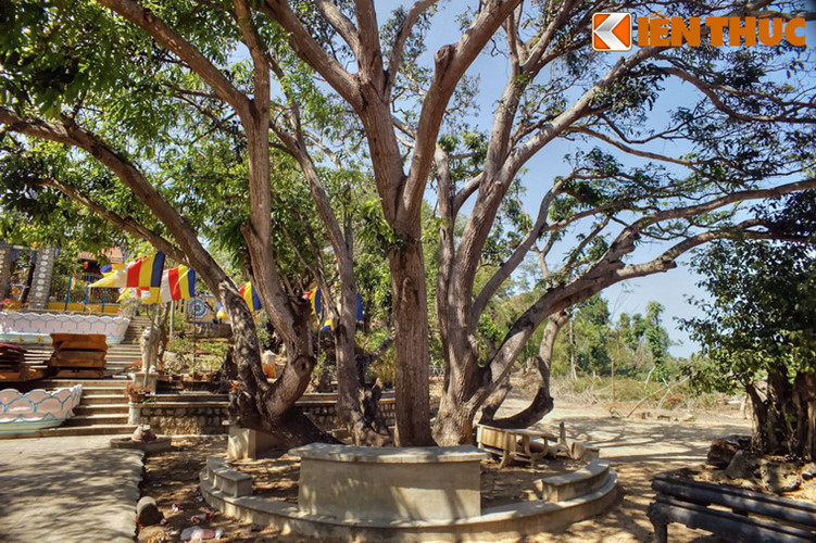 2. Tu viện Giác Hải là một thắng cảnh nổi tiếng của huyện Vạn Ninh ở tỉnh Khánh Hòa. Tu viện có một khuôn viên rất rộng với nhiều cây cổ thụ, trong đó có một cây xoài rất đặc biệt. Cây xoài cổ thụ này nằm cạnh lối lên chính điện của tu viện, có tuổi đời ước chừng gần một thế kỷ.