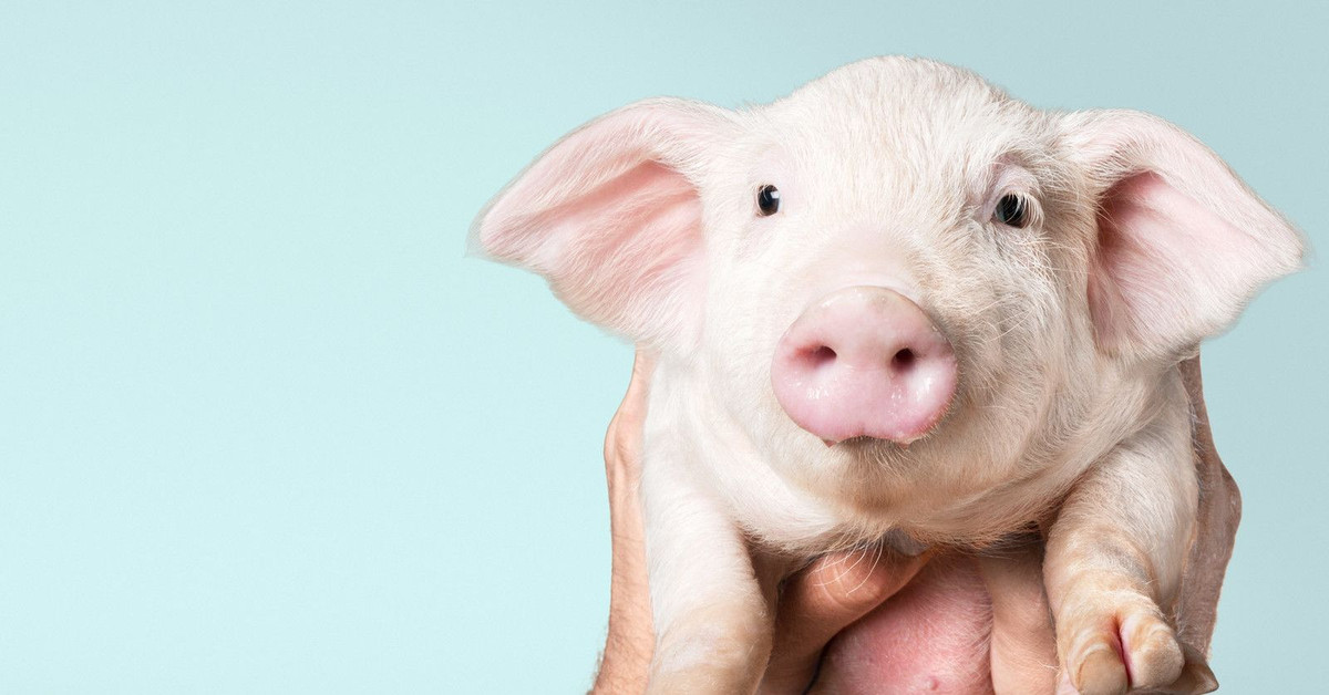 Bên cạnh đó, con lợn trong quan niệm dân gian Việt Nam cũng mang nhiều ý nghĩa tiêu cực, với các đặc tính “bẩn như lợn”, “ngu như lợn”, “béo như lợn” v..v.