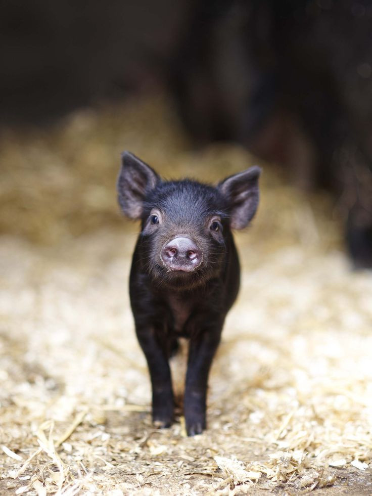 Hình ảnh con lợn xuất hiện trong rất nhiều câu thành ngữ, tục ngữ, ca dao… của người Việt. Ví dụ như những câu “Chữa lợn lành thành lợn què”, “Con gà cục tác lá chanh/ Con lợn ủn ỉn mua hành cho tôi”…