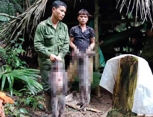 Bat 5 ke ban chet 2 con vooc xam quy hiem o Nghe An