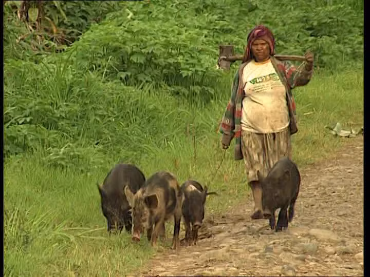 Bên cạnh việc coi lợn là loài vật giống con người, cư dân Papua New Guinea còn coi lợn là tài sản có giá trị quy đổi lớn.