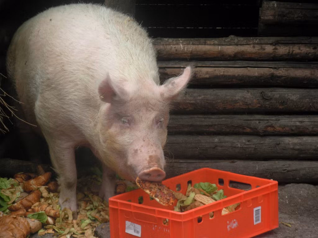 Vi sao nguoi Papua New Guinea cuc sung bai loai lon?-Hinh-2