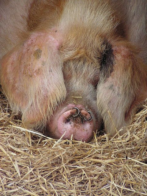 "Treo đầu heo, bán thịt chó", một biến thể của câu "treo đầu dê, bán thịt chó", mang ý phê phán thói làm ăn gian dối.