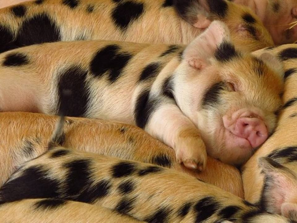 "Ruột heo hơn phèo trâu" hàm ý một thứ gì đó không đáng giá nhưng vẫn còn giá trị sử dụng, nhất là khi so sánh với thứ khác.