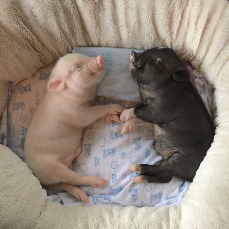 "Giàu nuôi chó, khó nuôi heo", câu thành ngữ về cách làm ăn của người xưa: Con lợn rất dễ nuôi, là sinh kế lý tưởng của người nghèo khó