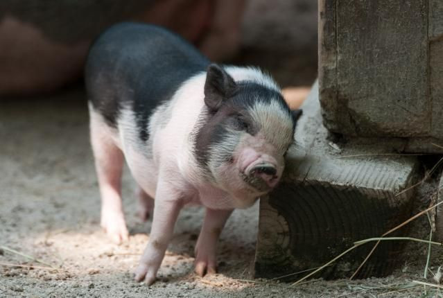 Bởi vậy, một hệ quả của trào lưu nuôi lợn ỉ là sự bùng phát của tình trạng bỏ rơi loài vật nuôi này khi chúng trở nên to lớn quá khổ. Những chú lợn xấu số sẽ bị thả vào rừng hoặc rao bán và có thể kết thúc cuộc đời trong một lò mổ.