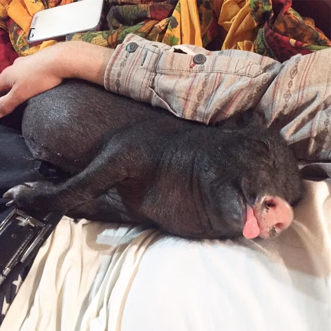 Thế nhưng, tại nhiều nước phương Tây, đặc biệt là Mỹ, lợn ỉ Việt Nam (được gọi là “pot belly pig”, hay “lợn bụng ỏng”) lại là một trong những loài vật nuôi trong nhà được ưa chuộng nhất.