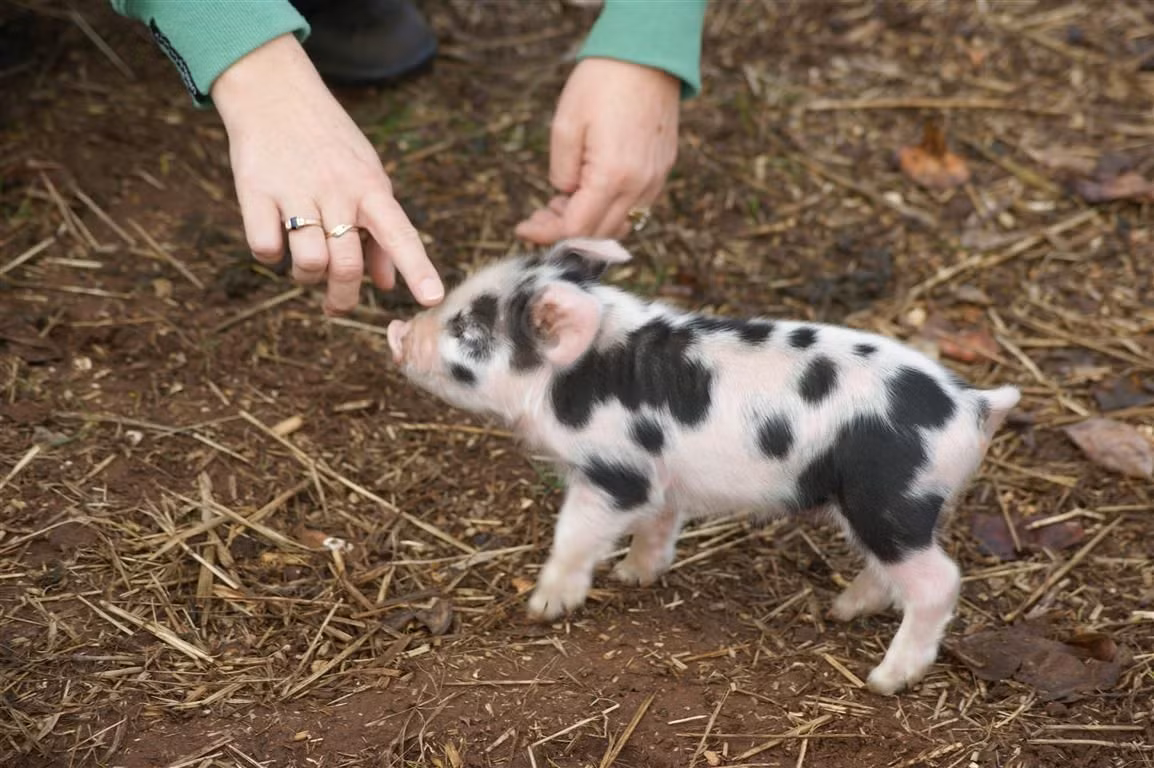 Lợn ỉ nổi tiếng tinh ranh, thậm chí có người nói chúng khôn hơn cả chó. Chúng rất dễ huấn luyện để làm trò với phần thưởng là các loại thức ăn khoái khẩu. Có thời gian, việc dắt lợn ỉ đi dạo như dắt chó trở thành “mốt” ở phương Tây.
