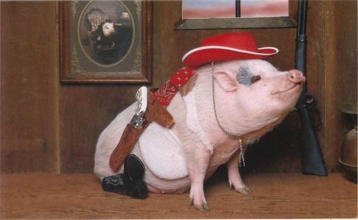 Trải với câu cửa miệng của người Việt là “bẩn như lợn”, người nước ngoài rất đề cao lợn ỉ ở sự sạch sẽ. Chúng có thể tập cách “đi vệ sinh” vào hộp đựng giấy vụn hoặc báo hiệu cho chủ để được ra ngoài sân khi cần “giải quyết nỗi buồn”.