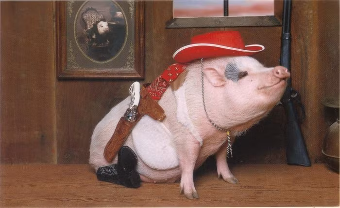 Trải với câu cửa miệng của người Việt là “bẩn như lợn”, người nước ngoài rất đề cao lợn ỉ ở sự sạch sẽ. Chúng có thể tập cách “đi vệ sinh” vào hộp đựng giấy vụn hoặc báo hiệu cho chủ để được ra ngoài sân khi cần “giải quyết nỗi buồn”.