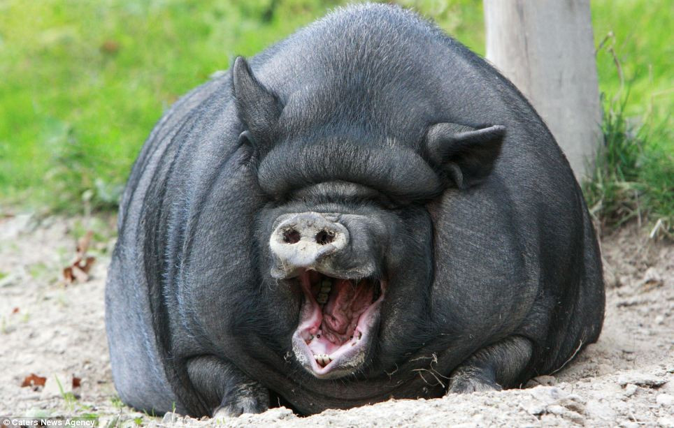 Những năm gần đây, các nhà khoa học trong nước đã lên tiếng cảnh báo giống lợn ỉ truyền thống đang đứng trước nguy cơ tuyệt chủng vì nông dân nhiều nơi đã từ bỏ chúng để chuyển sang nuôi các giống lợn nhập ngoại có hiệu quả kinh tế cao hơn.