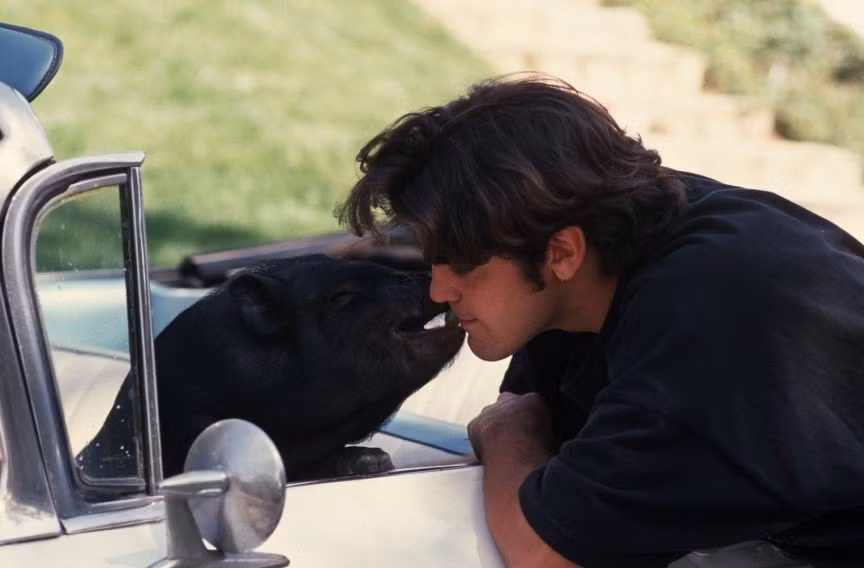 Nhiều nhân vật nổi tiếng đã nuôi lợn ỉ Việt Nam làm thú cưng trong nhà. Trong số đó, có ngôi sao điện ảnh Mỹ George Clooney, người đã nuôi một chú lợn ỉ tên Max trong suốt 18 năm, theo ông là "lâu hơn bất cứ quan hệ với một phụ nữ nào".