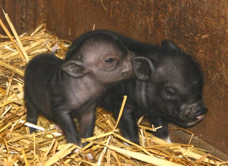 Các hiệp hội lợn ỉ của Mỹ đã đề xuất xây dựng những trung tâm nuôi dưỡng lợn ỉ bị bỏ rơi và tính cực vận động cho đề xuất này được thực hiện. Tuy vậy, việc tìm nhà mới cho những chú lợn ỉ bị bỏ rơi vẫn gặp nhiều khó khăn. Mời quý độc giả xem video: Đi tìm Tết Việt. Nguồn: VTC14.