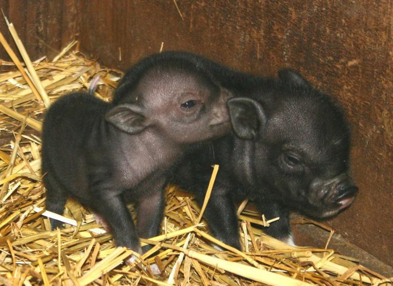 Các hiệp hội lợn ỉ của Mỹ đã đề xuất xây dựng những trung tâm nuôi dưỡng lợn ỉ bị bỏ rơi và tính cực vận động cho đề xuất này được thực hiện. Tuy vậy, việc tìm nhà mới cho những chú lợn ỉ bị bỏ rơi vẫn gặp nhiều khó khăn. Mời quý độc giả xem video: Đi tìm Tết Việt. Nguồn: VTC14.