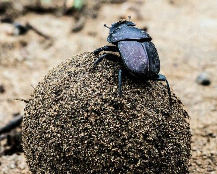 Gần với hình ảnh thần Mặt Trời, người Ai Cập cổ đại tin rằng bọ hung là loài vật mang lại sức mạnh và may mắn cho họ.