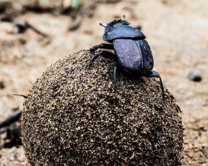 Gần với hình ảnh thần Mặt Trời, người Ai Cập cổ đại tin rằng bọ hung là loài vật mang lại sức mạnh và may mắn cho họ.