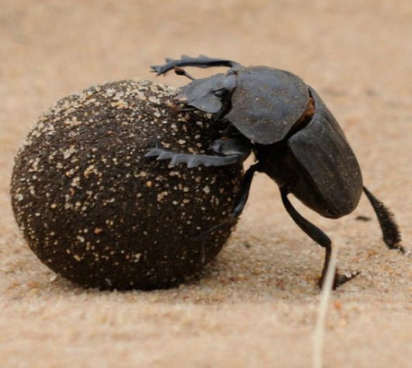 Từ quan sát của mình, người Ai Cập cổ đại đã ví hình ảnh những con bọ hung lăn phân giống như chuyển động của Mặt Trời trên bầu trời và sự tái sinh hàng ngày.