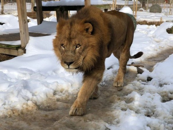 Kinh hoang su tu song chuong vo chet thuc tap sinh o My