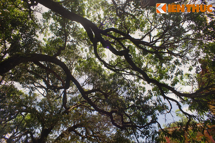 Những cây xoài chùa Đá Trắng có điểm khác lạ là cho hoa trắng muốt, khi trái chín có màu vàng tươi, vỏ mỏng, vị ngọt thanh, đặc biệt hương thơm dịu nhưng thoảng rất xa. Theo sử sách, vào thời nhà Nguyễn, mỗi năm chùa phải tiến vua từ 1.000 đến 2.000 quả.