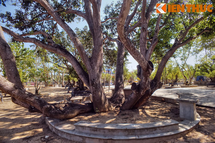 Xung quanh gốc xoài cổ thụ, sư trụ trì của tu viện đã cho xây bệ đá làm nơi nghỉ chân của khách thập phương. Mời quý độc giả xem video: Đi tìm Tết Việt. Nguồn: VTC14.