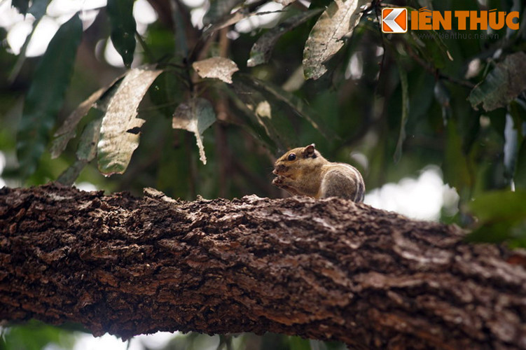 Tương truyền, vì sự nổi tiếng của giống xoài quý hiếm nên vào thời vua Thành Thái, chùa Đá Trắng đã được ban sắc tứ. Ở tỉnh Phú Yên đã có nhiều câu ca được lưu truyền về đặc sản xoài Đá Trắng như câu: “Cam Xuân Đài, xoài Đá Trắng/ Sắn phường lụa, cua Ô Loan”.