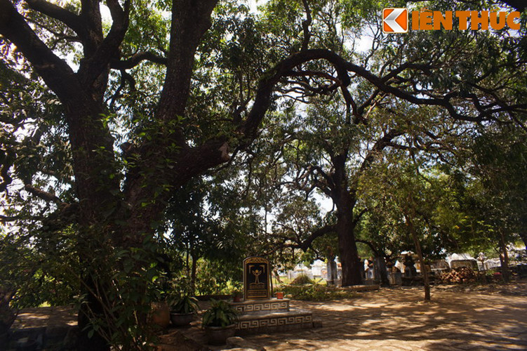 2. Trong khuôn viên chùa Từ Quang, còn gọi là chùa Đá Trắng ở thôn Cần Lương, xã An Dân, huyện Tuy An, tỉnh Phú Yên có một vườn xoài cổ thụ nức tiếng gần xa từ hàng trăm năm qua. Theo các ghi chép của nhà chùa, nhiều cây xoài trong khu vườn này đã có từ trước khi ngôi chùa được xây dựng vào năm 1797, tính đến nay đã trên 200 năm.