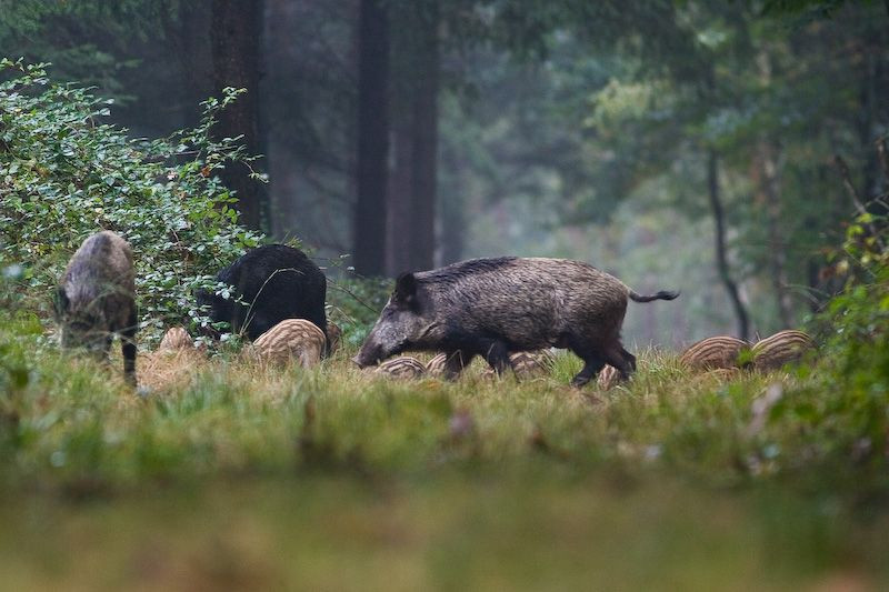 Tên gọi phố Wall ở Mỹ bắt nguồn từ những bức tường chắn lợn rừng vì lợn rừng có thói quen rũi mọi thứ dưới đất nên đã phá hoại rất nhiều hoa màu của các trang trại ở Manhattan xưa kia.