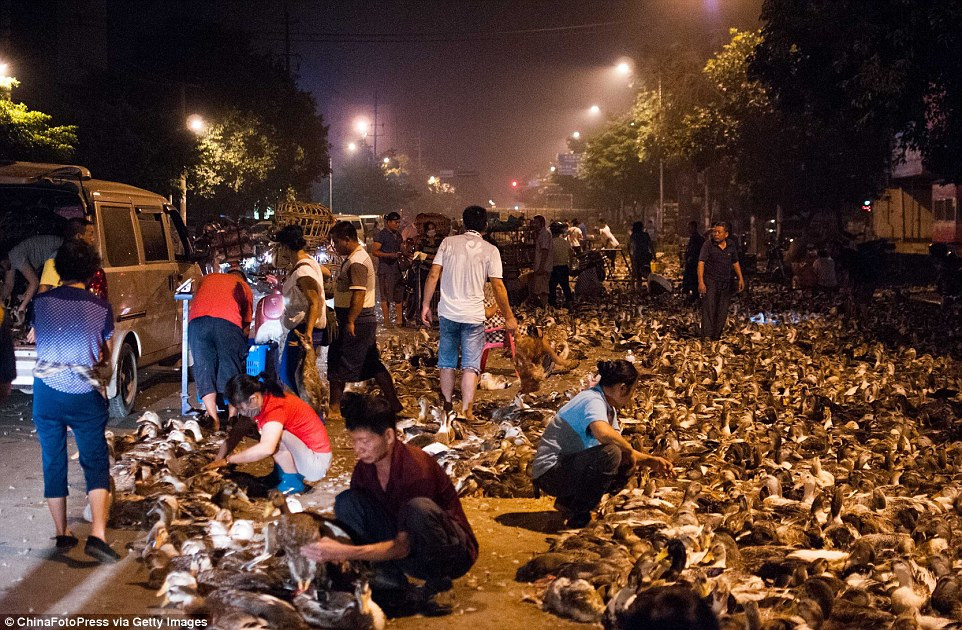Vào những ngày trước Rằm tháng 7, hàng vạn người ở Liễu Châu sẽ đổ về chợ vịt khổng lồ này để chọn mua những chú vịt ưng ý. Ảnh: Getty.